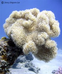 A "Slimey Leather Coral" taken at Moray Garden in Dahab E... by Jonny Simpson-lee 